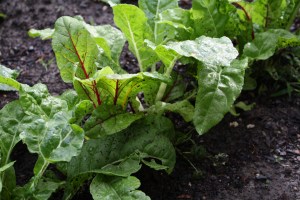 Swiss Chard