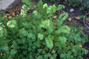 salad burnet
